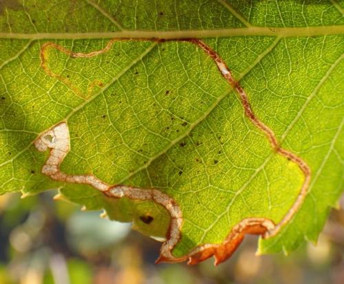 Lyonetia clerkella